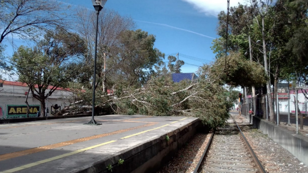 Al menos 34 árboles caídos y un menor herido por fuertes vientos en la capital