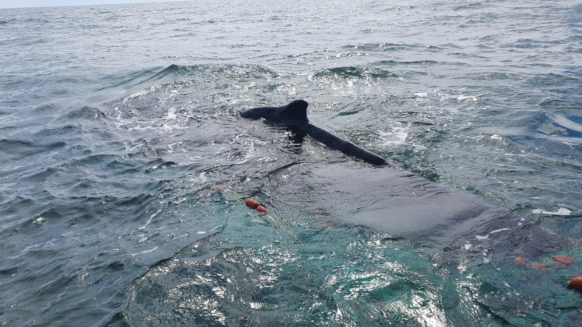Rescatan a ballena en zona de protección de la vaquita marina