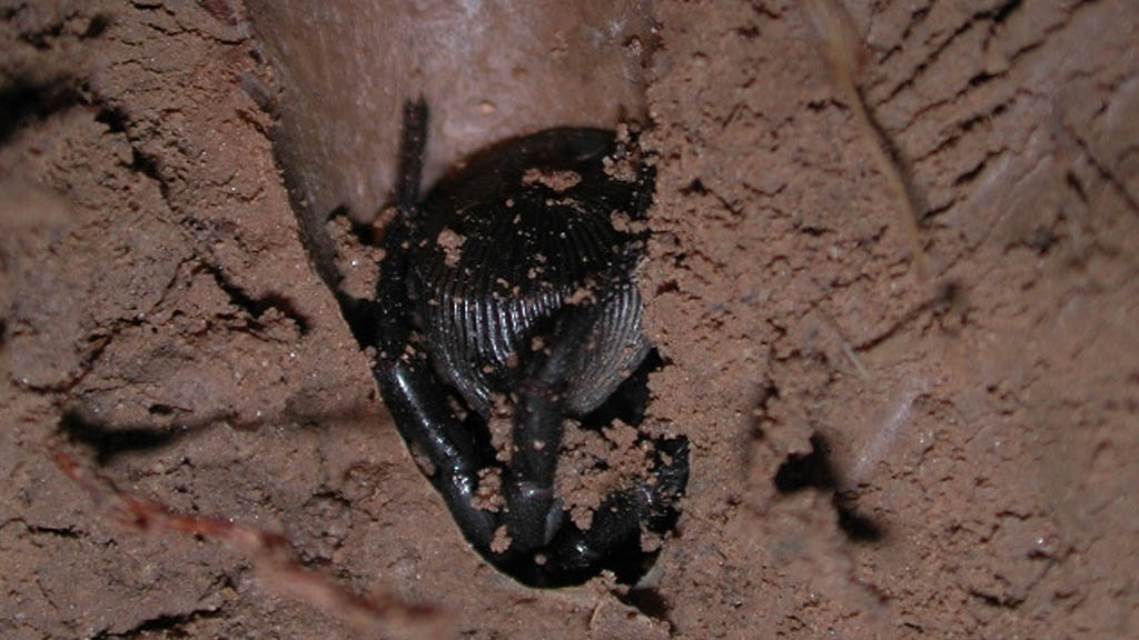 La verdad sobre las arañas ‘Cyclocosmia’