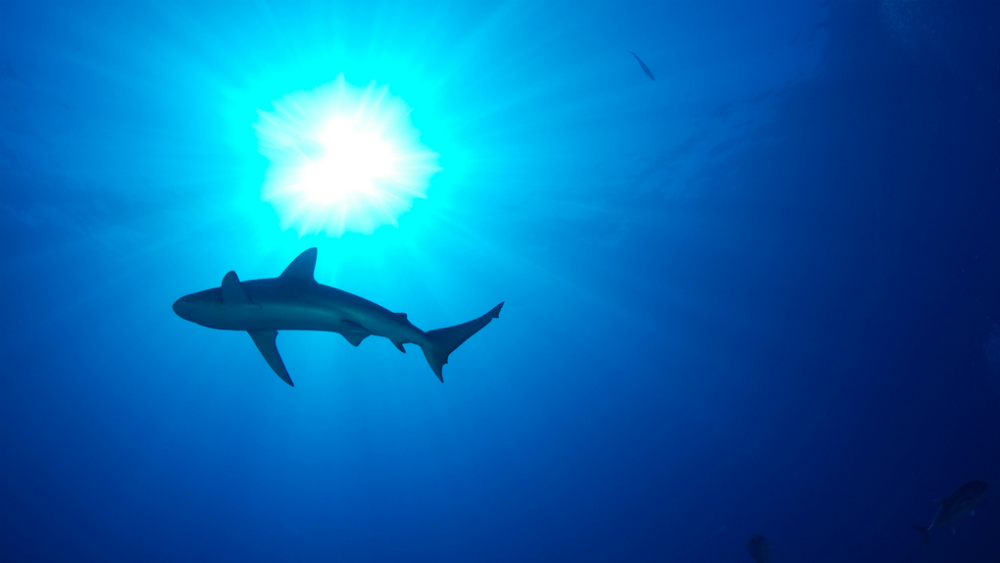EE.UU. incauta lote con mil 400 aletas de tiburón de barco anclado en Miami