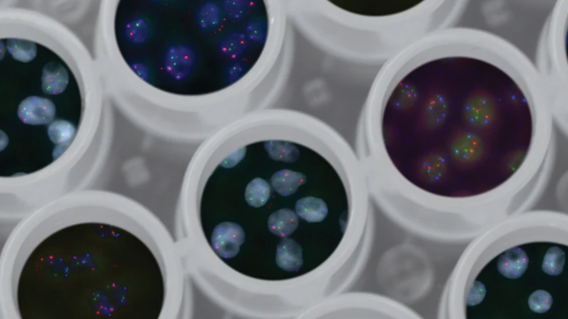 Primer mestizaje entre poblaciones humanas se produjo hace 700 mil años