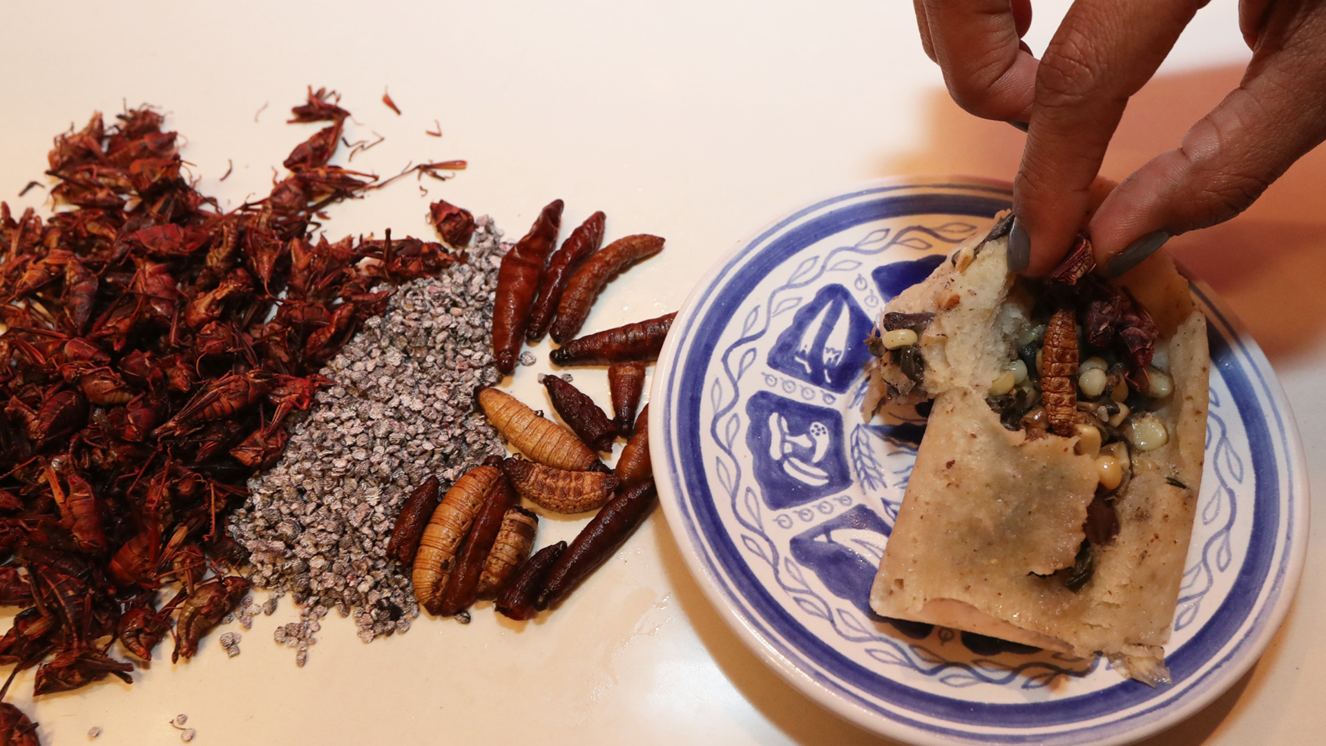 Tamales con insectos, la opción nutritiva para festejar el Día de la Candelaria - ingredientes-de-tamales-con-insectos