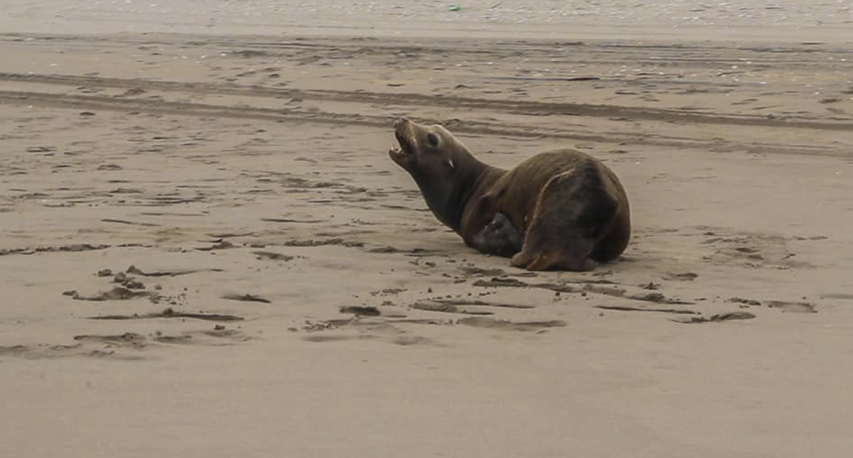 Rescatan en Sinaloa a dos lobos marinos heridos