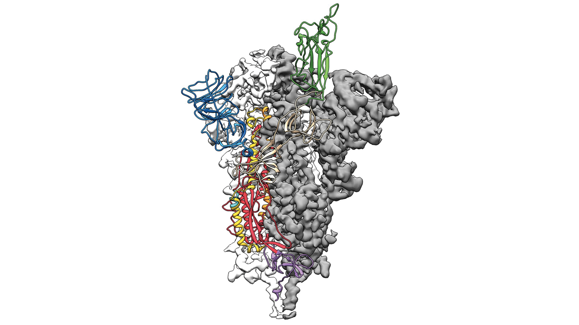 Universidad de Texas en Austin logra crear primer mapa 3D de Covid-19