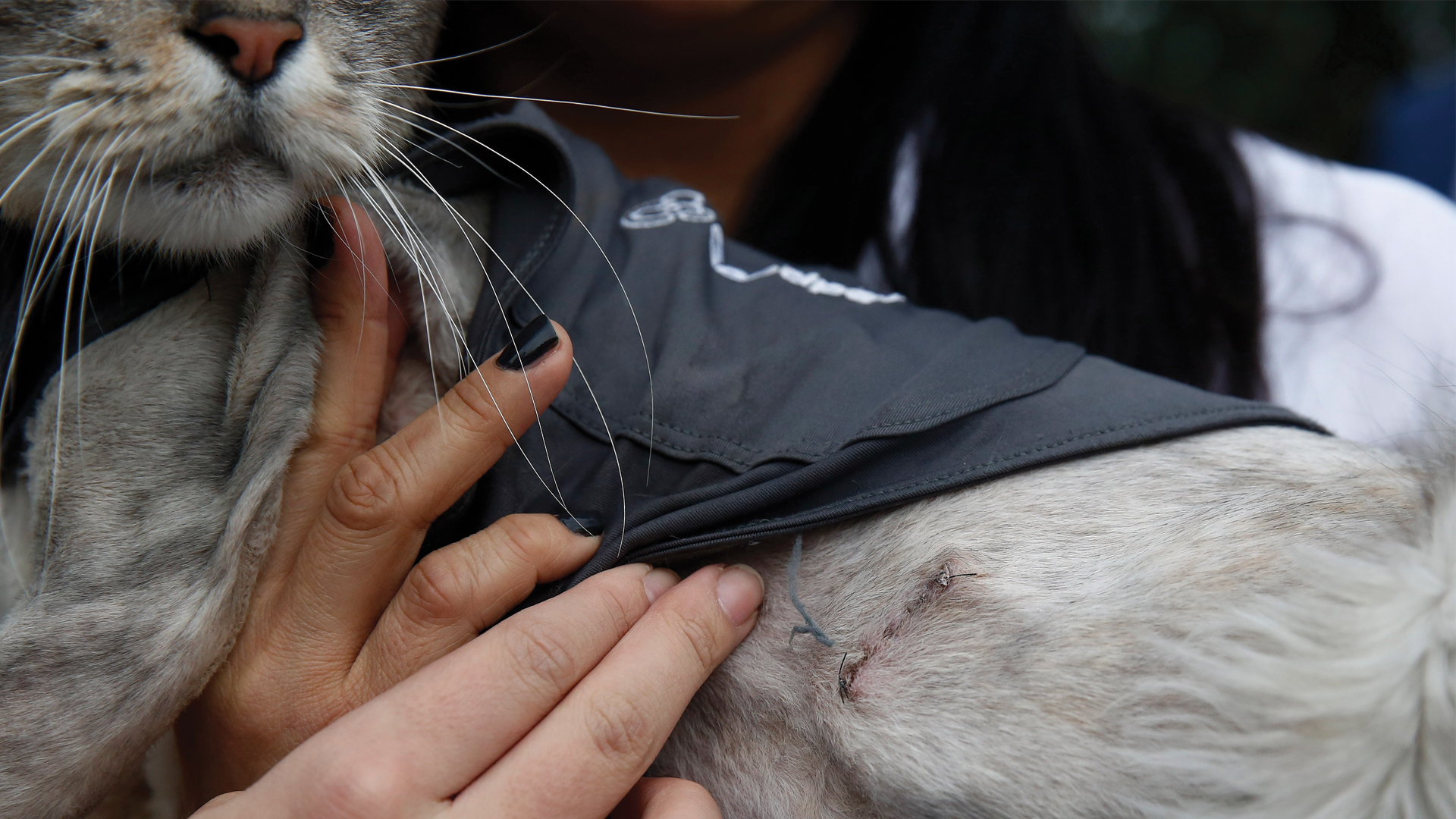 Implantan marcapasos a un gato en Colombia - marcapasos-gato