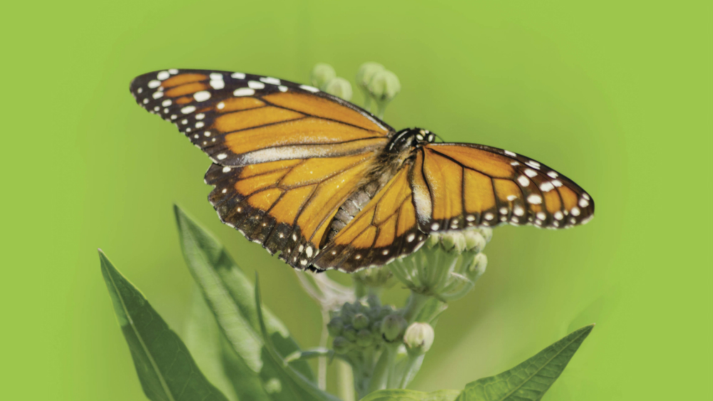 En peligro migración de la mariposa monarca en Norteamérica En peligro migración de la mariposa monarca en Norteamérica