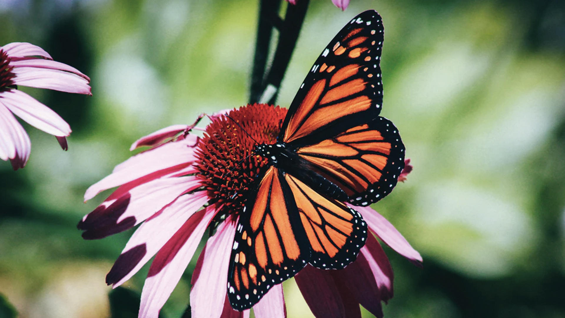 Cambio climático afecta el hábitat de las mariposas monarca Cambio climático afecta el hábitat de las mariposas monarca