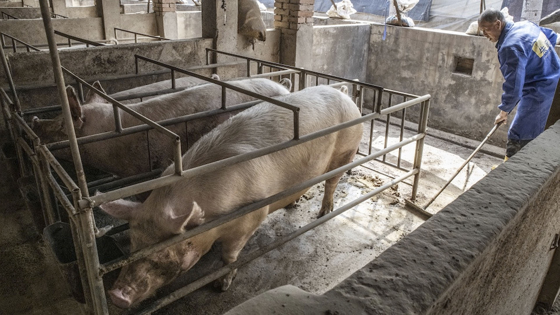 Mueren repentinamente 120 cerdos en isla de Indonesia