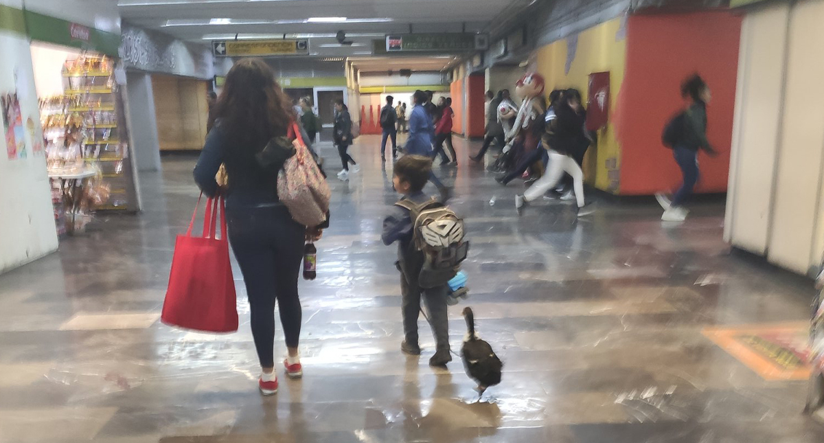 Niño pasea a pato con tenis en Metro de la Ciudad de México
