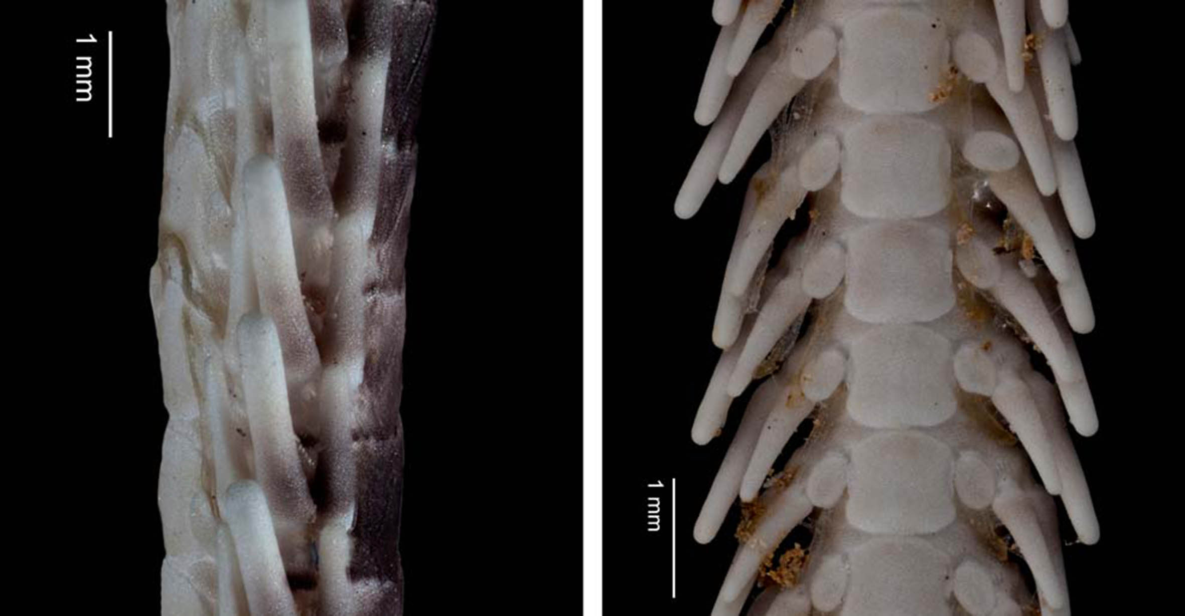 Hallan nueva especie marina cavernícola en cueva de Cozumel - nueva-especie-cavernicola-cozumel-3