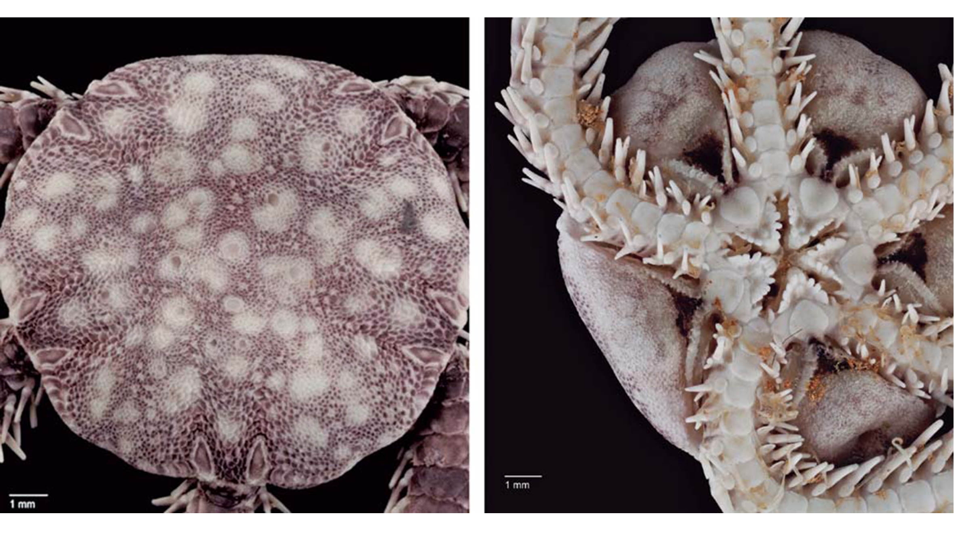 Hallan nueva especie marina cavernícola en cueva de Cozumel