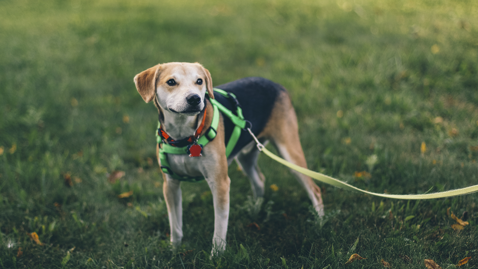 Multarán en Ecatepec por pasear a perros sin correa Multarán en Ecatepec por pasear a perros sin correa