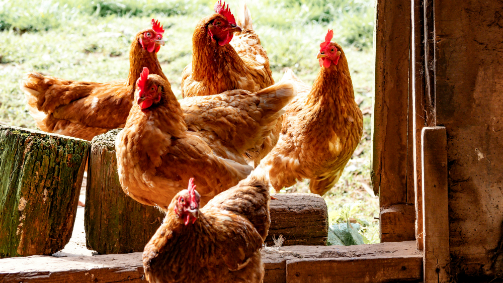 China registra un brote de gripe aviar en zona cercana a foco del coronavirus