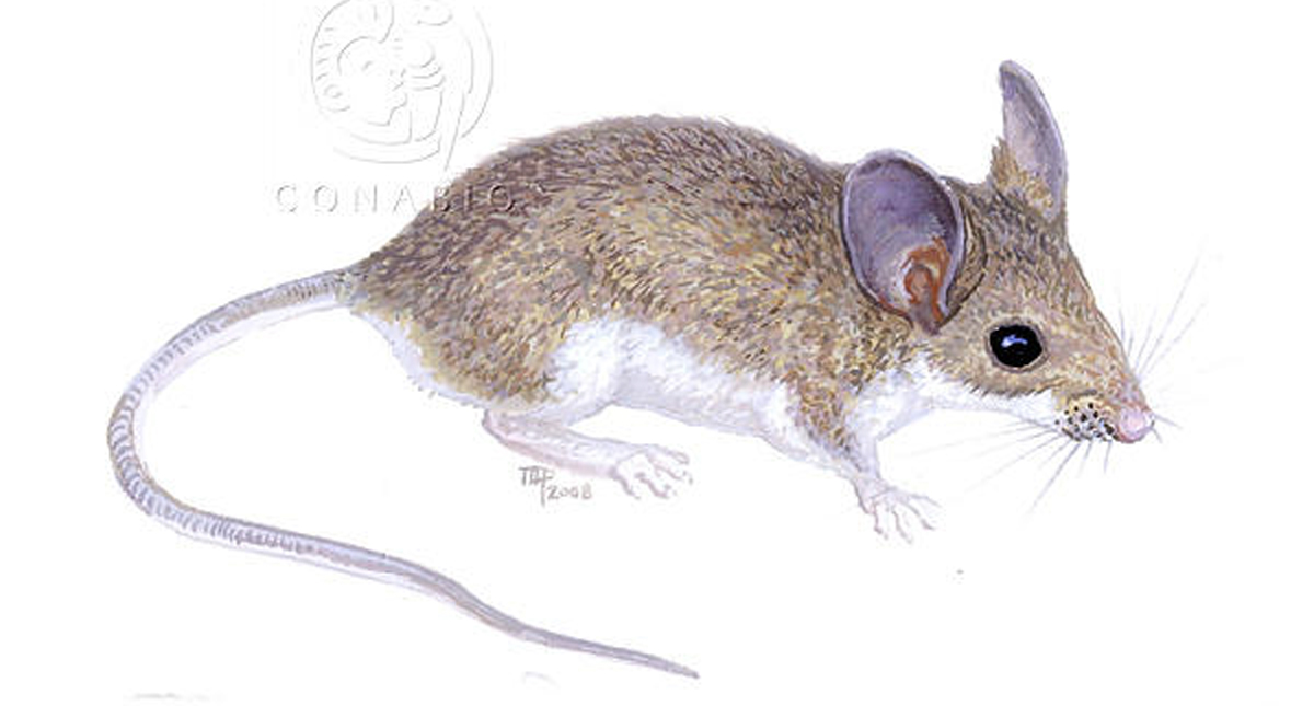 Flora y fauna endémica de Cozumel se encuentra bajo amenaza Flora y fauna endémica de Cozumel se encuentra bajo amenaza