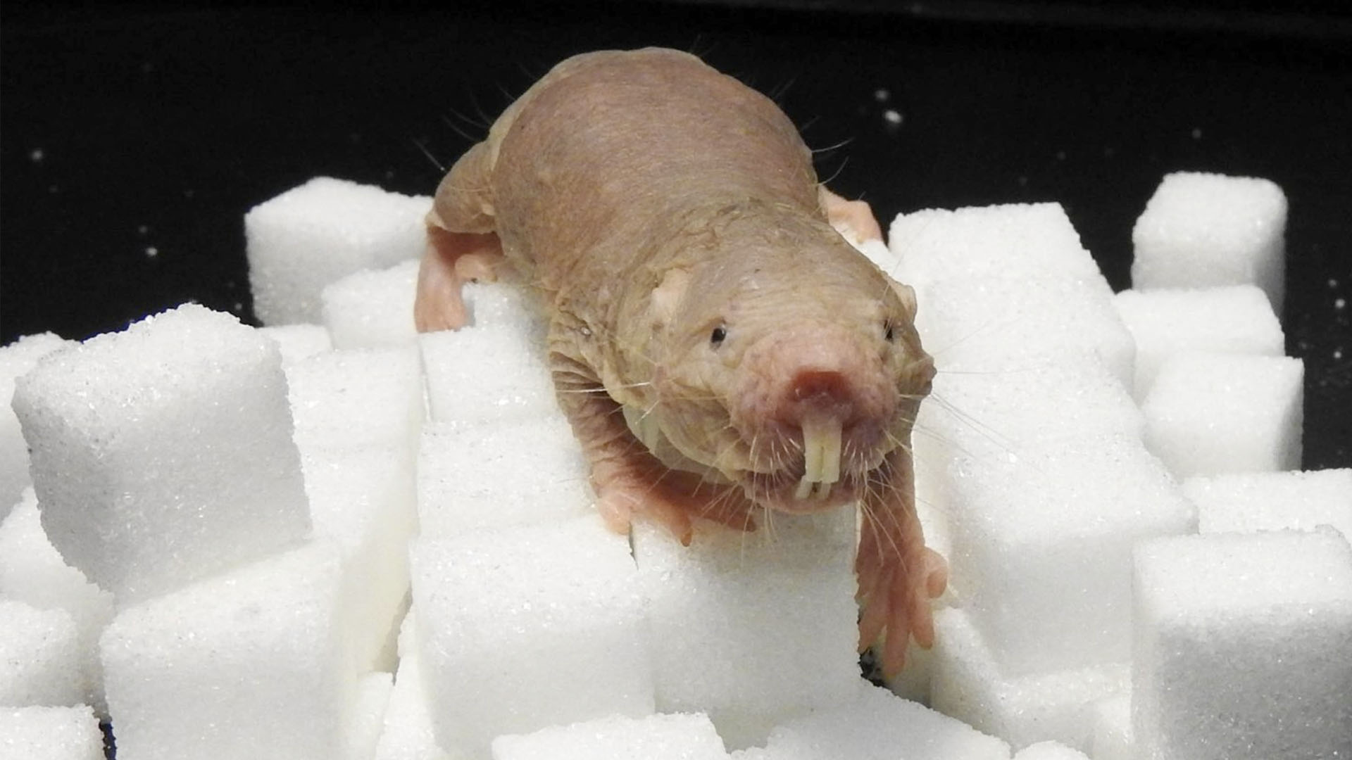 Expertos de la UNAM analizan proceso de envejecimiento del roedor más longevo