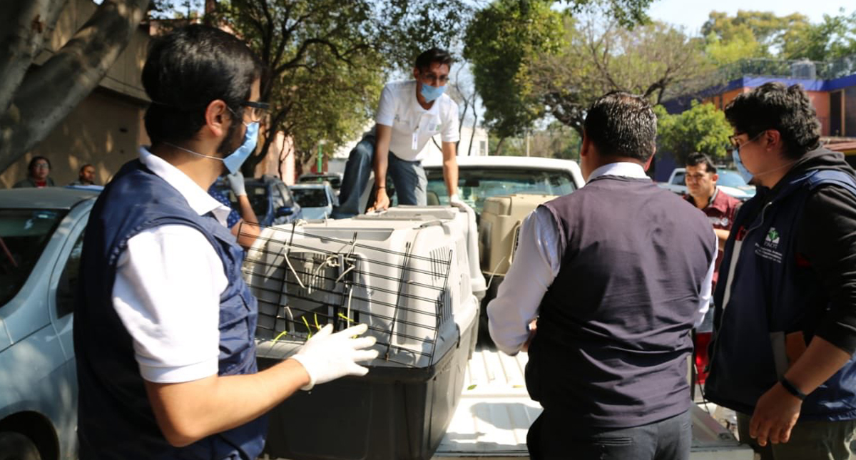 Detienen en la capital a hombre que transportaba 76 perros en un camión
