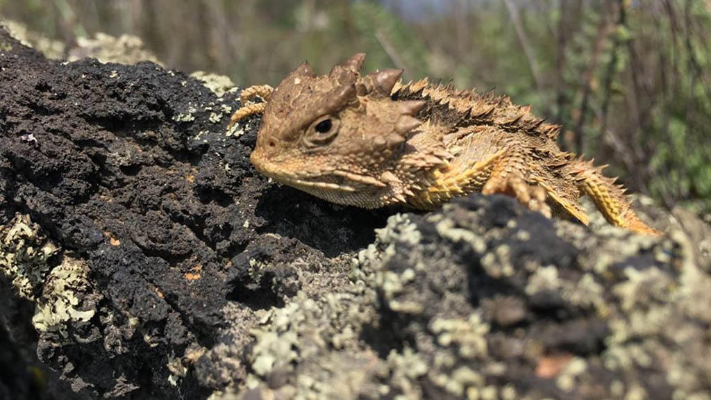 Pedregal de San Ángel alberga el ecosistema más diverso de la cuenca de México