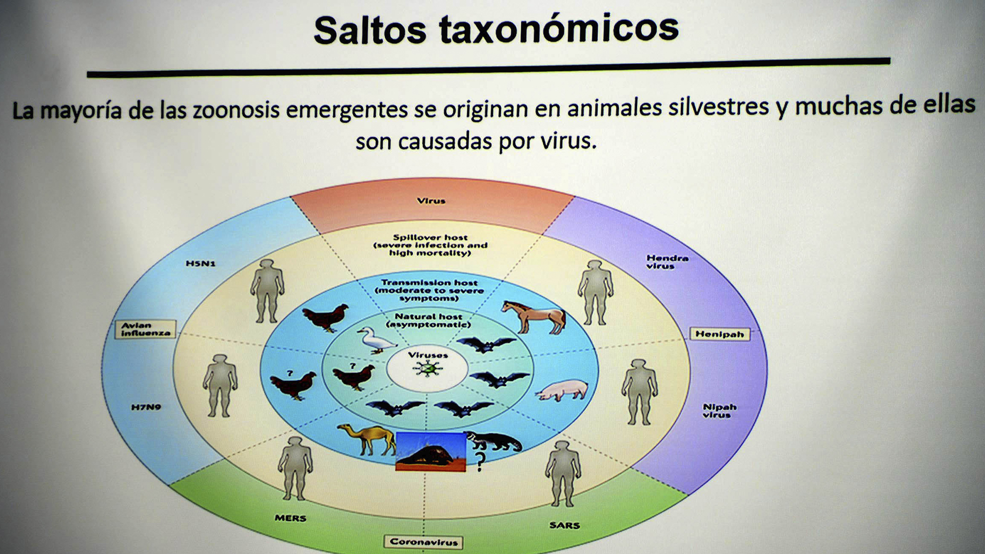 Urbanización y transporte masivo favorecen propagación del Covid-19, sostiene UNAM - saltos-taxonomicos