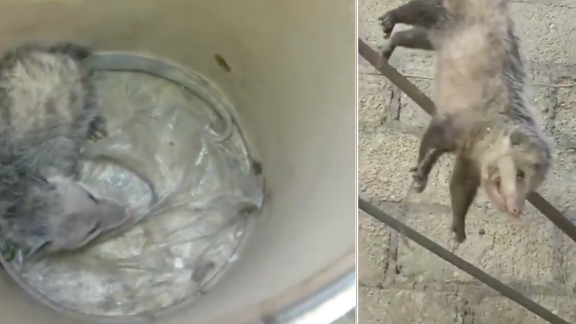 #Video Rescatan a tlacuache en Gustavo A. Madero