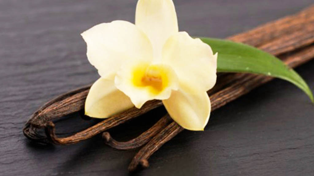 México es clave en rescate de la producción de vainilla natural