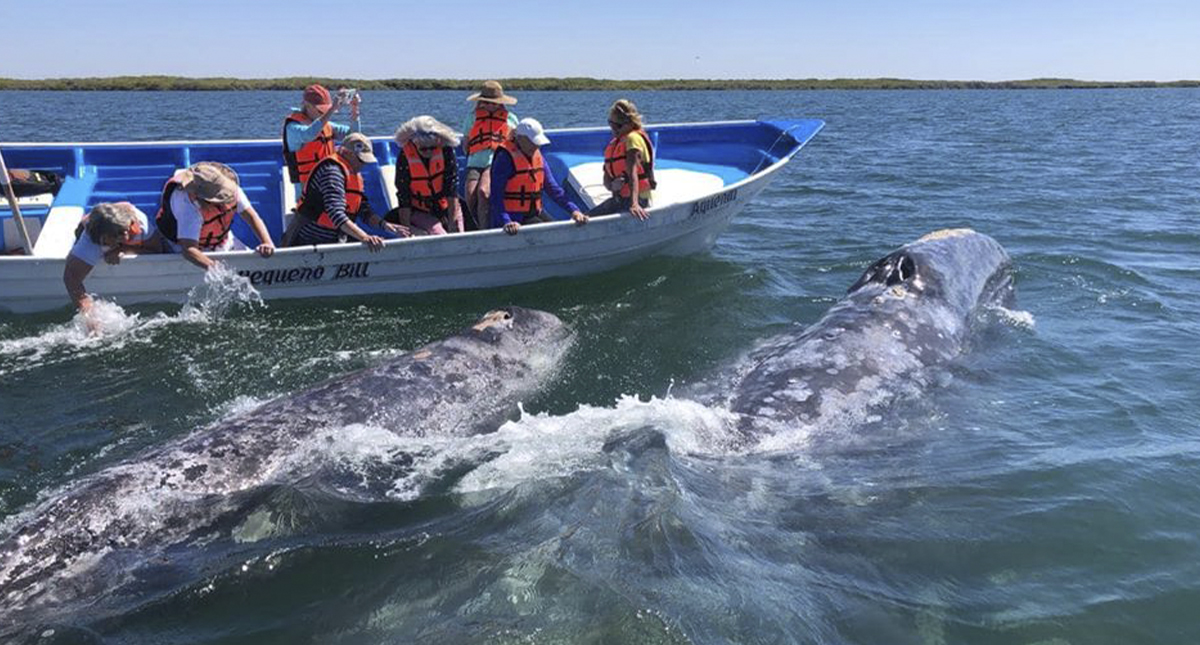 Comienzan a llegar ballenas a Baja California Sur - avistamiento-de-ballenas-en-bcs