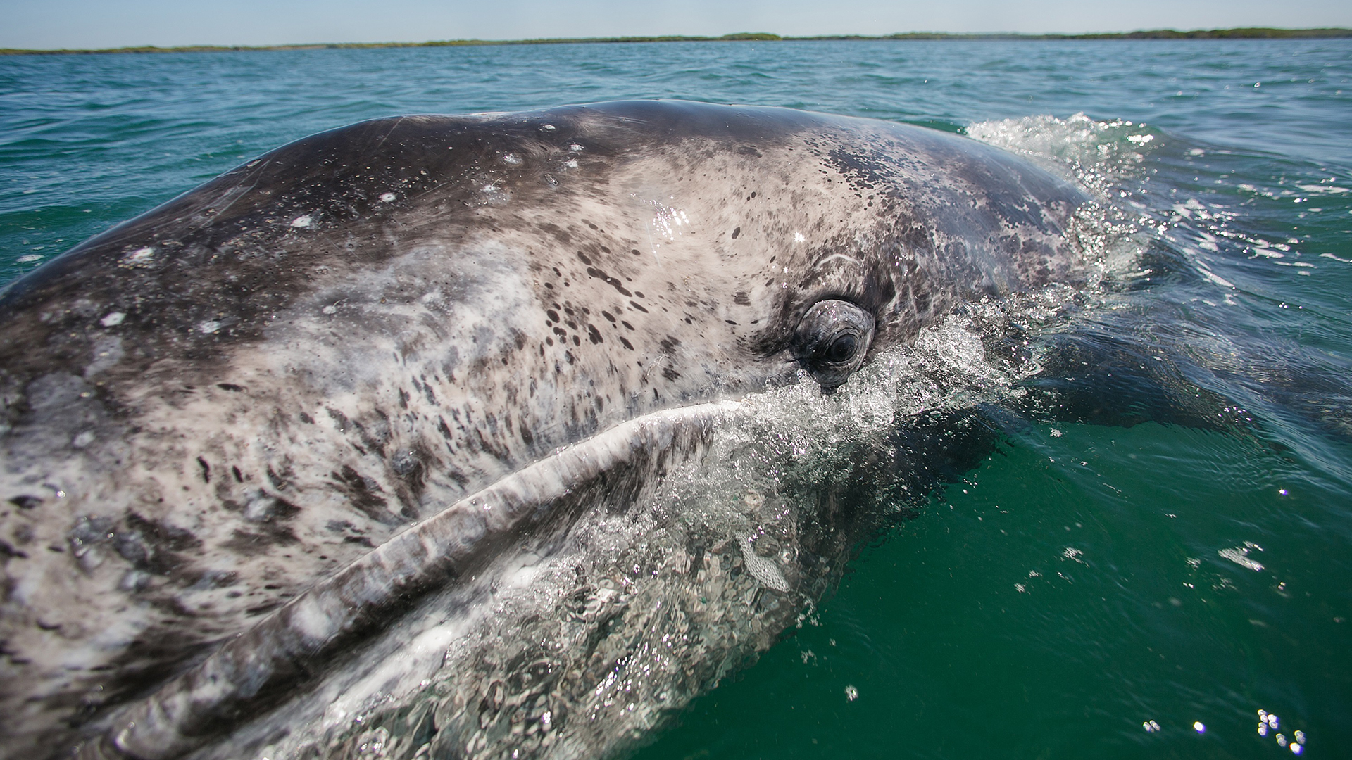 Comienzan a llegar ballenas a Baja California Sur