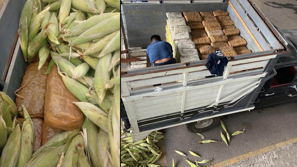 Hallan casi una tonelada de mariguana oculta en cargamento de elotes