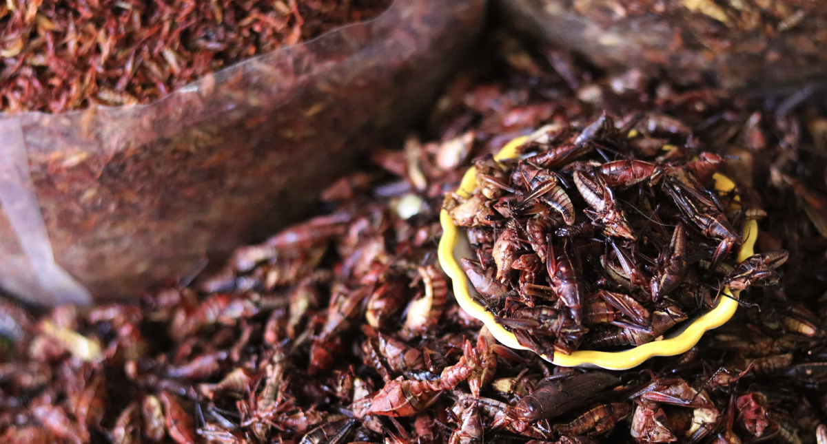 Estudiantes de la UNAM crean alimentos alternativos a la carne con chapulines