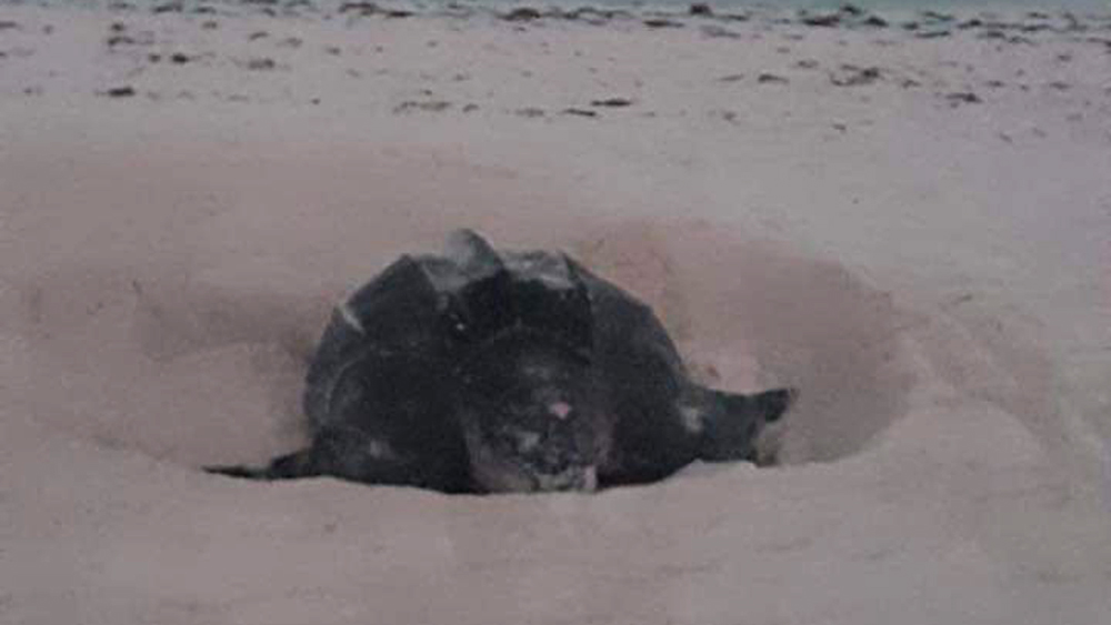 Avistan animales en peligro de extinción en Cancún