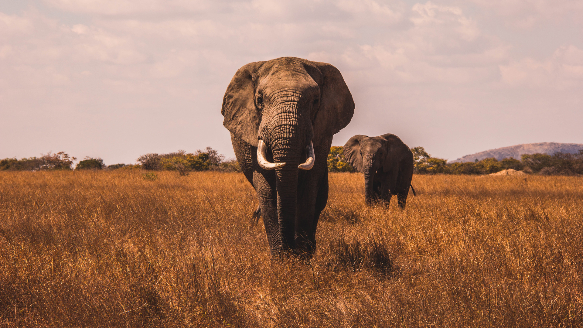 Primer antepasado de los animales es un ‘gusano’