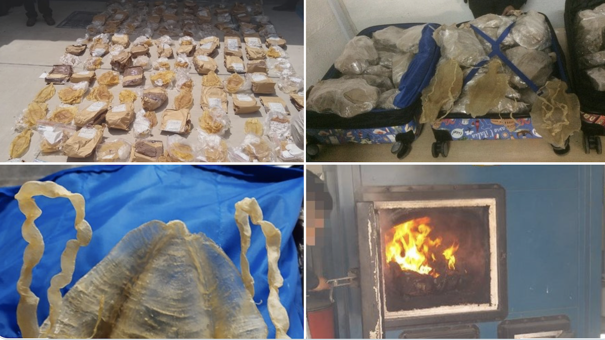 Incinera FGR productos marinos decomisados en el AICM