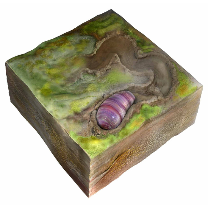 Primer antepasado de los animales es un 'gusano' - ikaria-wariootia