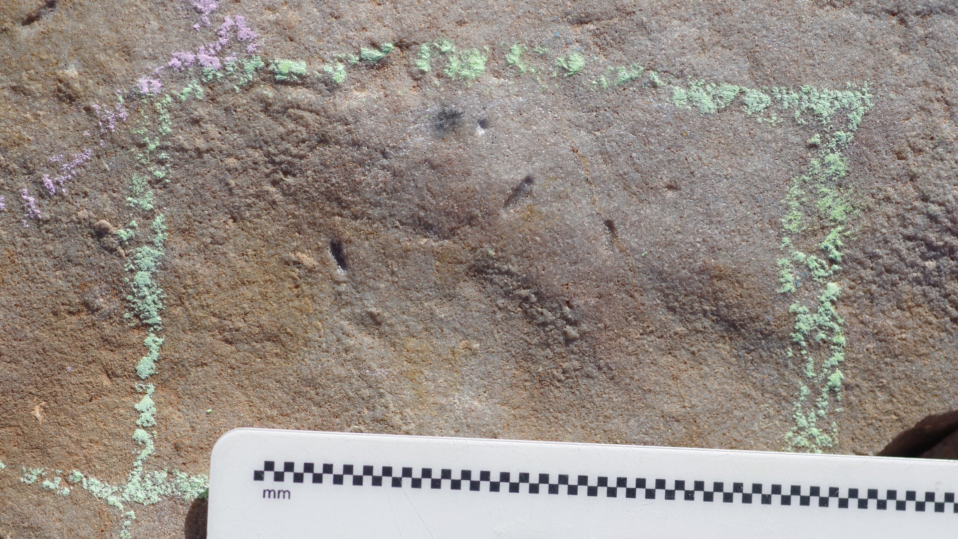 Primer antepasado de los animales es un 'gusano' - impresiones-de-ikaria-wariootia-en-australia-meridional