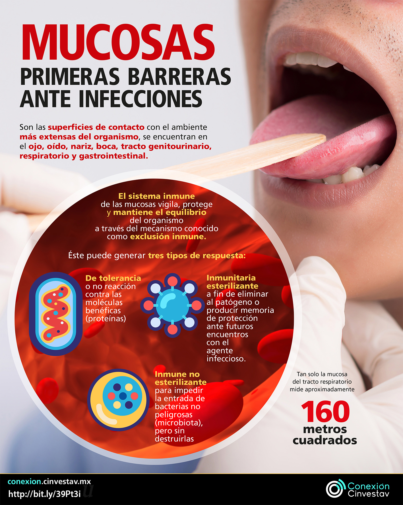 El 80 % de las infecciones entran por las mucosas del cuerpo - infografia-sobre-las-mucosas-corporales