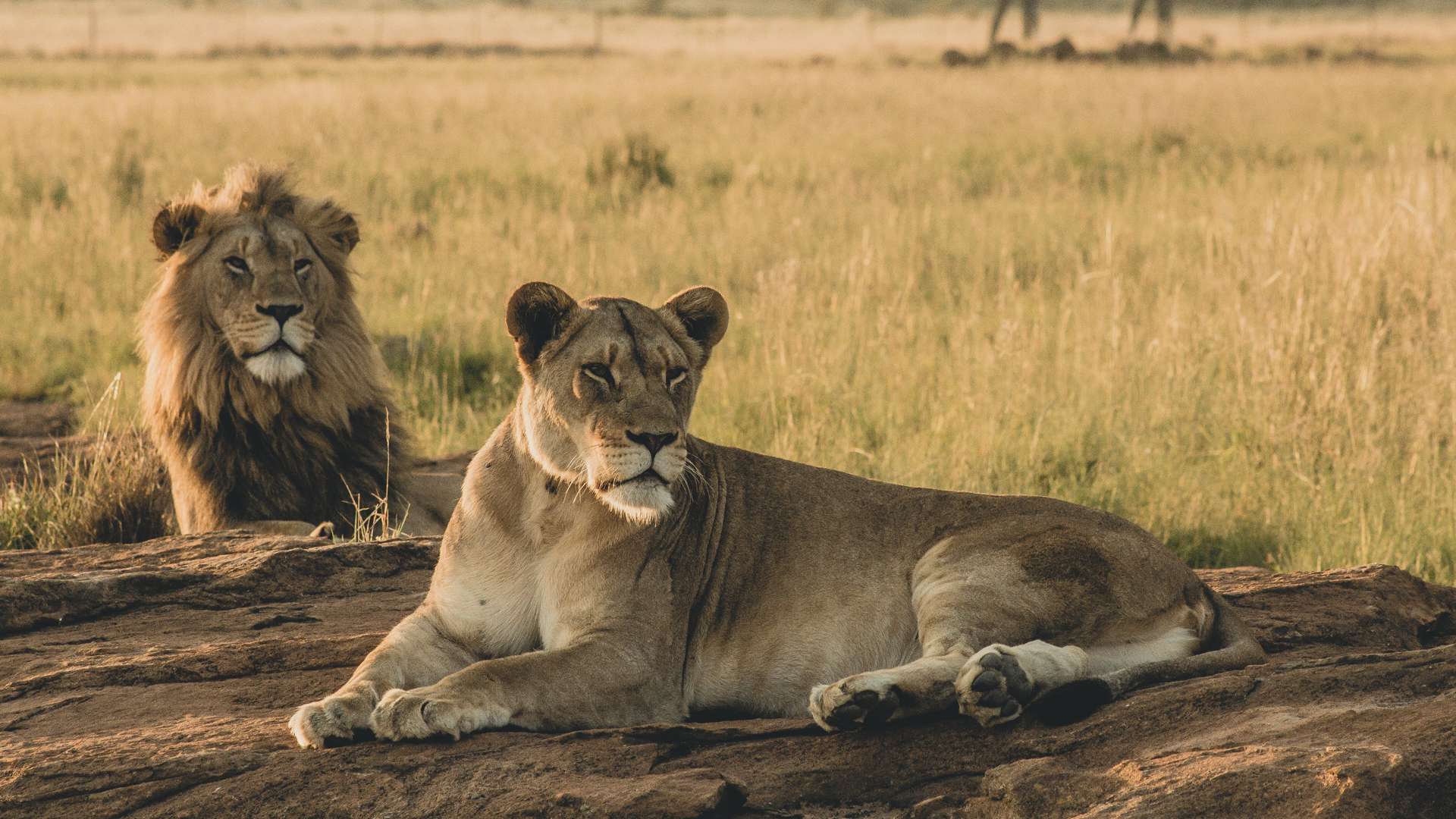 Hembras viven más que la mayoría de los mamíferos machos, revela estudio