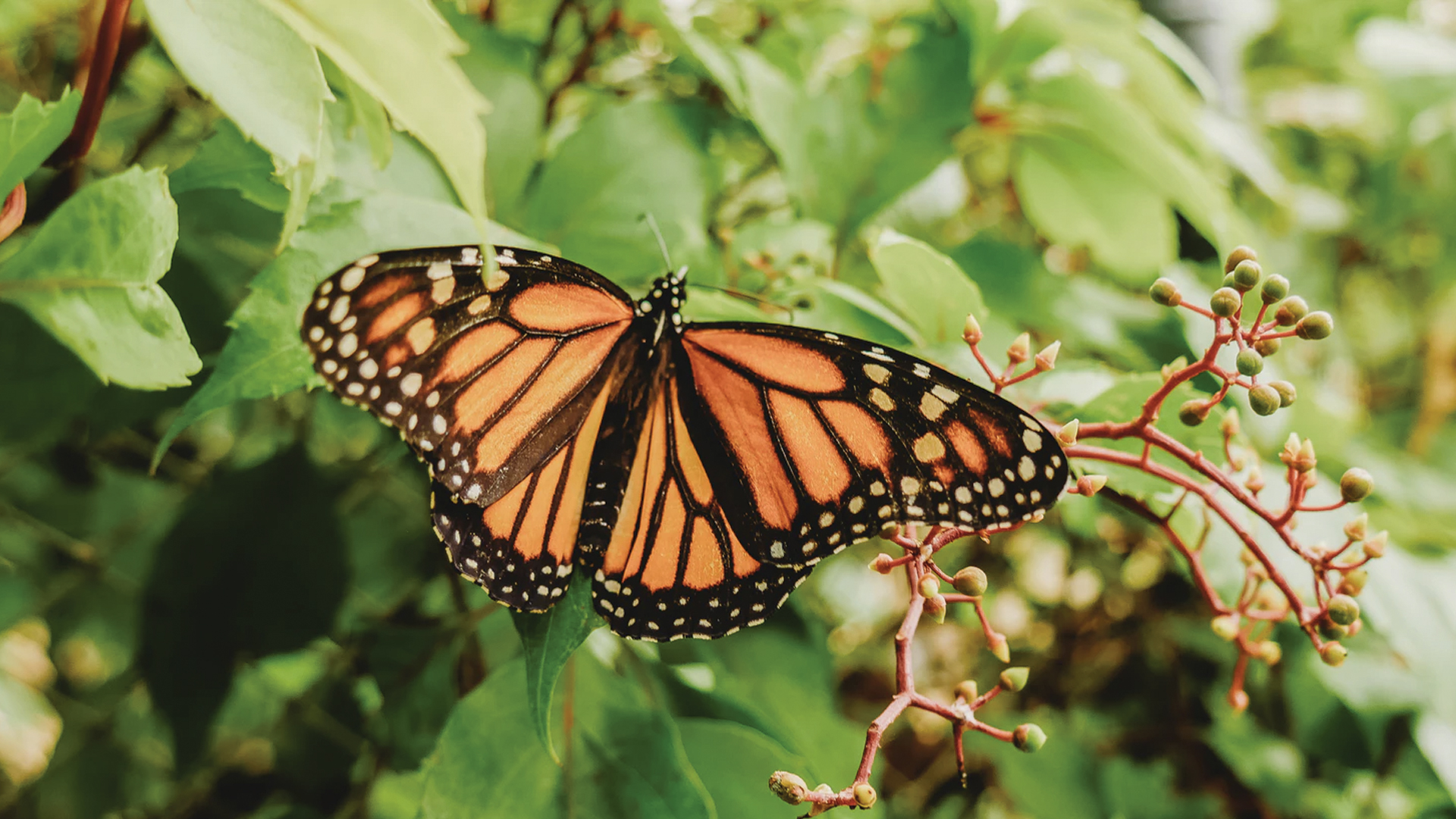 Baja 53 por ciento la ocupación de la mariposa monarca en bosques mexicanos