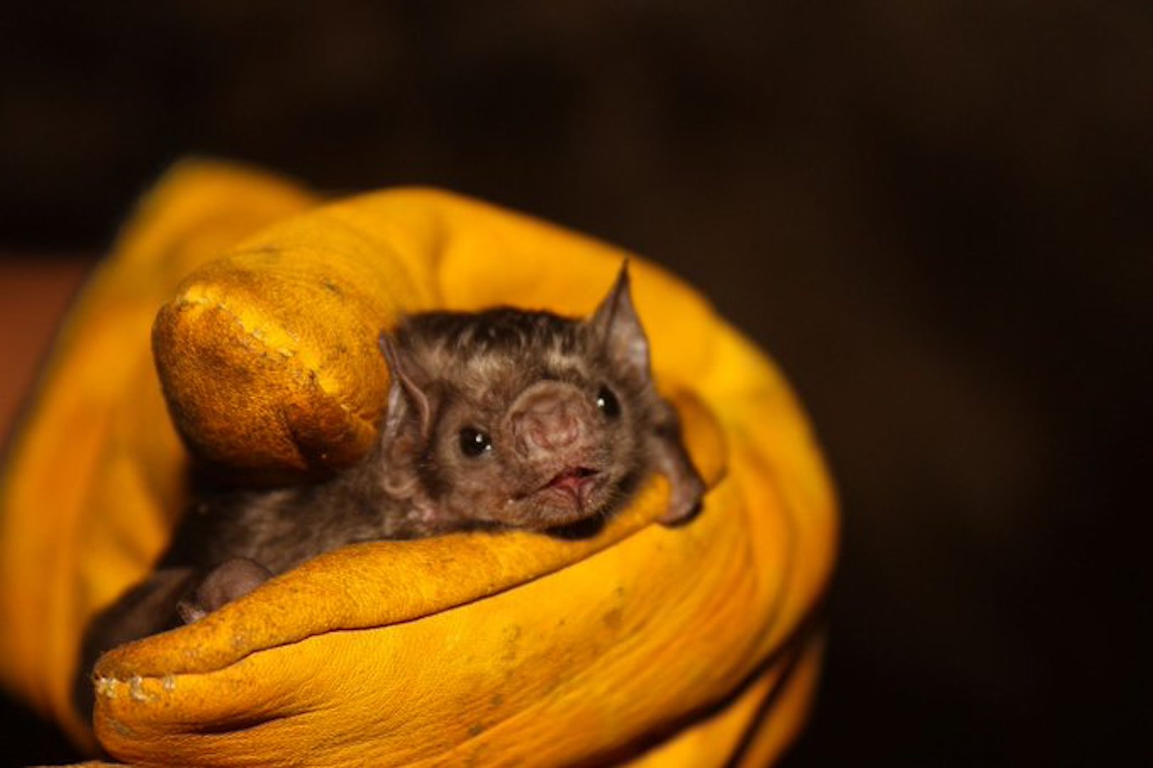 Intentan incendiar a medio millar de murciélagos en Perú por coronavirus