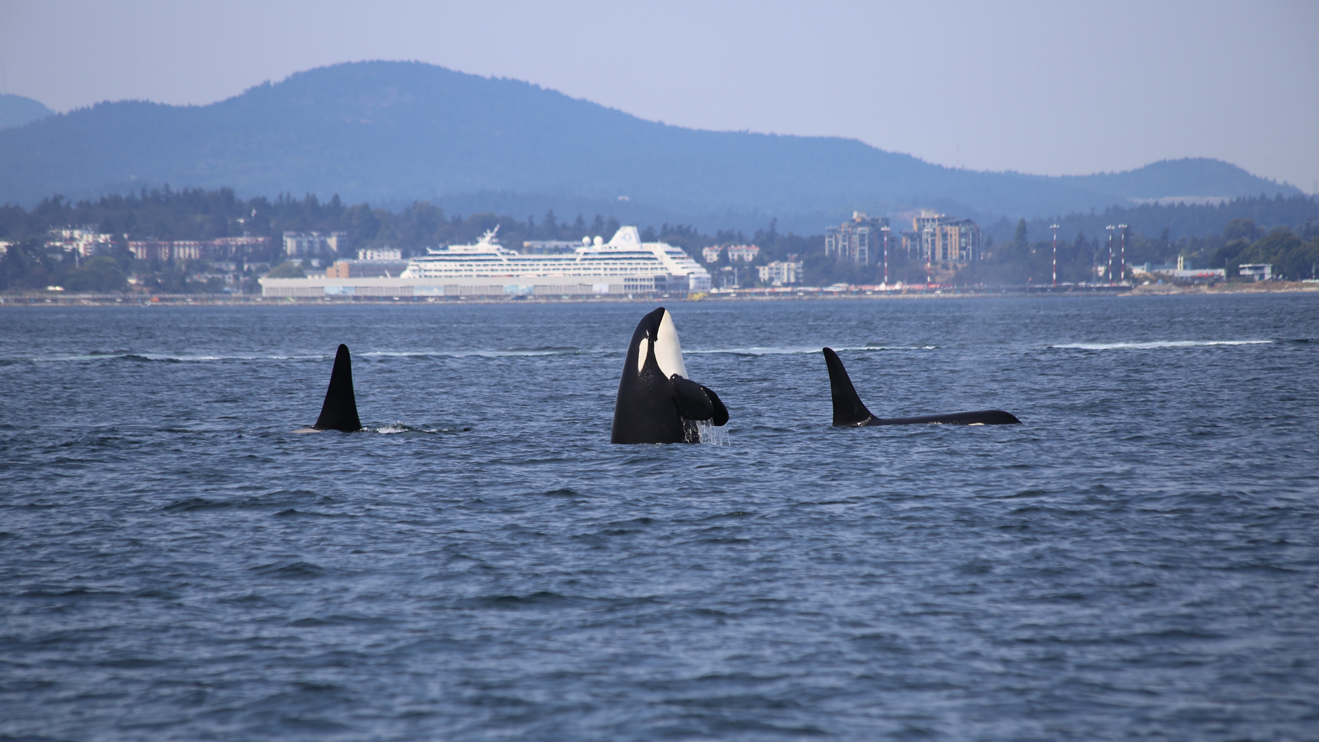 Hembras viven más que la mayoría de los mamíferos machos, revela estudio - orcas-en-aguas-de-canada