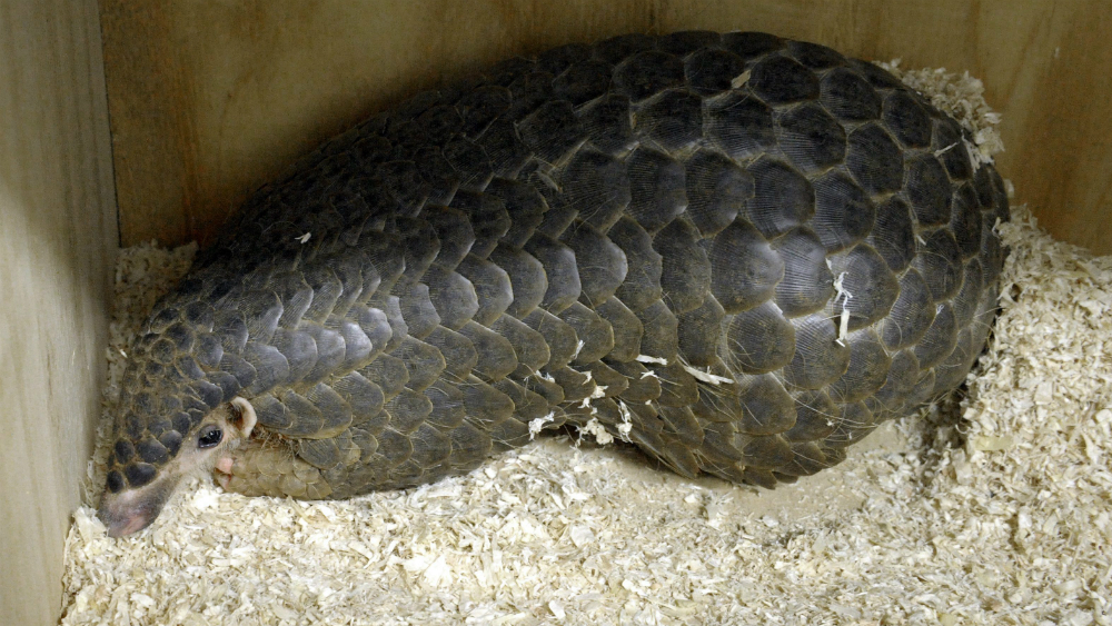 Pangolines son portadores de coronavirus relacionados con el SARS-CoV-2