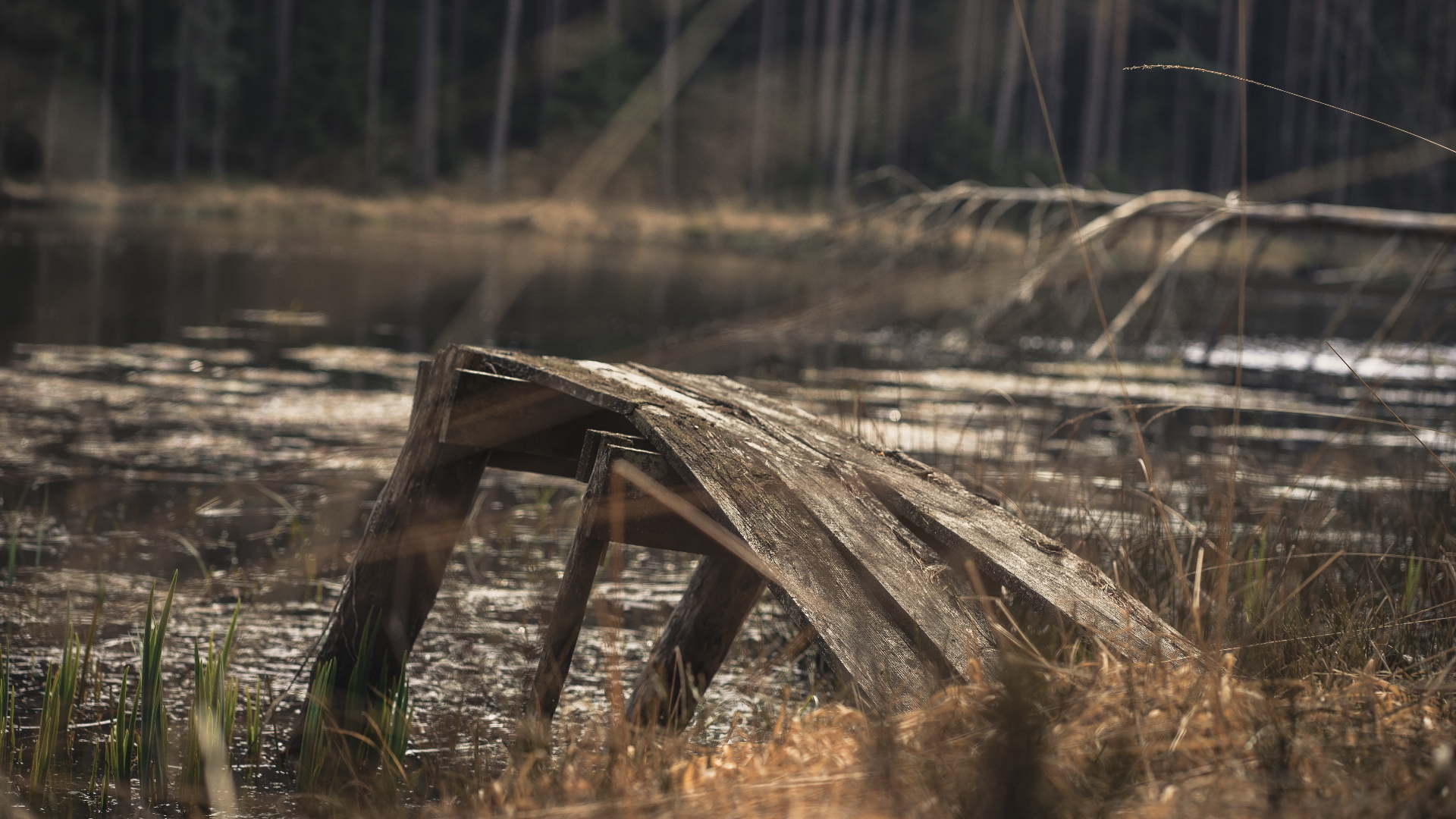 Invasión de pantanos podría elevar temperatura en la superficie terrestre