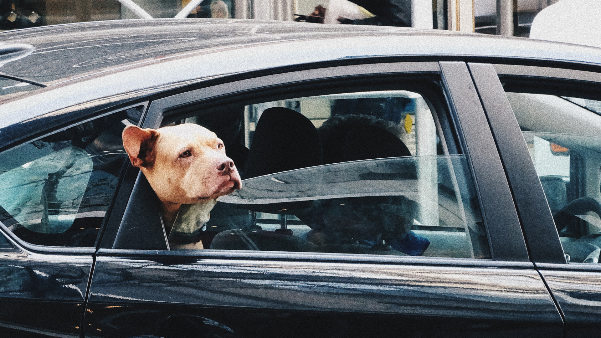 Arrestan a hombre en Washington tras persecución; dice que le enseñaba a manejar a su perro