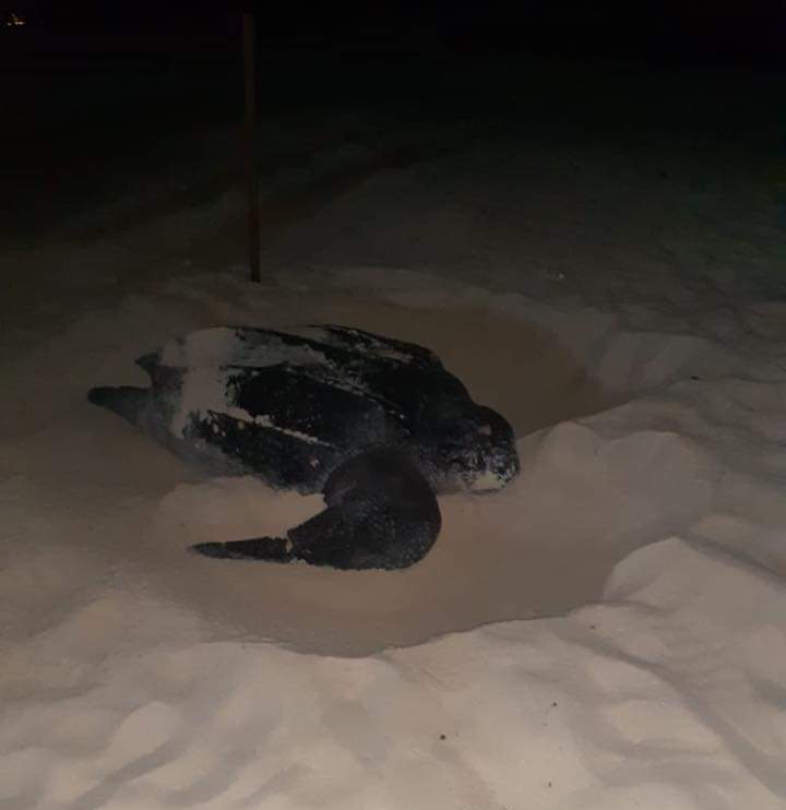 Avistan animales en peligro de extinción en Cancún - tortuga-laud