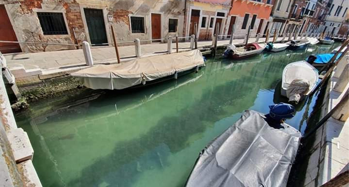 Canales de Venecia lucen cristalinos por falta de turistas por COVID-19 Canales de Venecia lucen cristalinos por falta de turistas por COVID-19