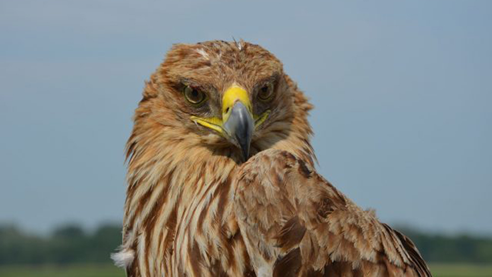 Pandemia por COVID-19 aumenta delitos contra la vida silvestre