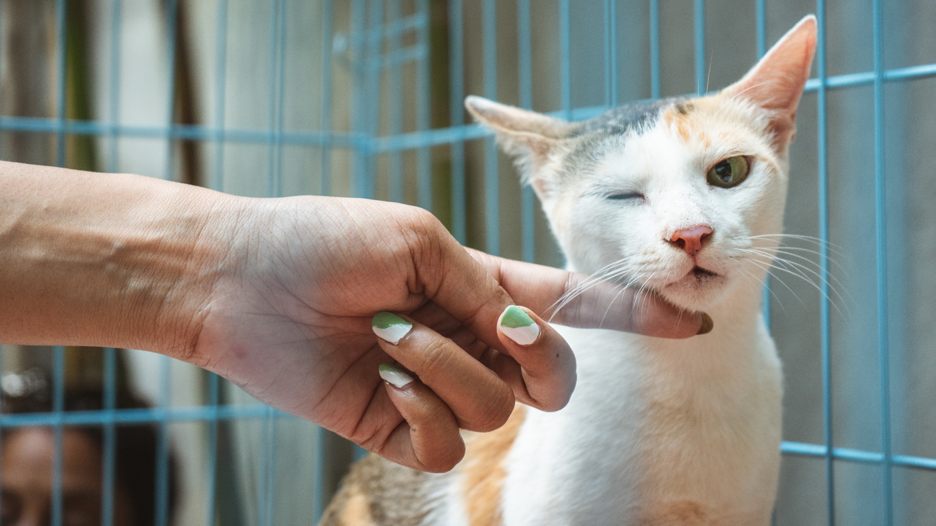 Sader emite recomendaciones para detectar COVID-19 en animales