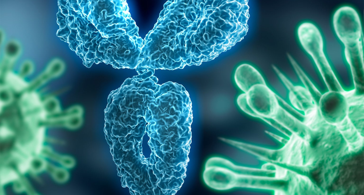 Pruebas de anticuerpos podrían indicar si alguien es inmune al COVID-19: The Scientist