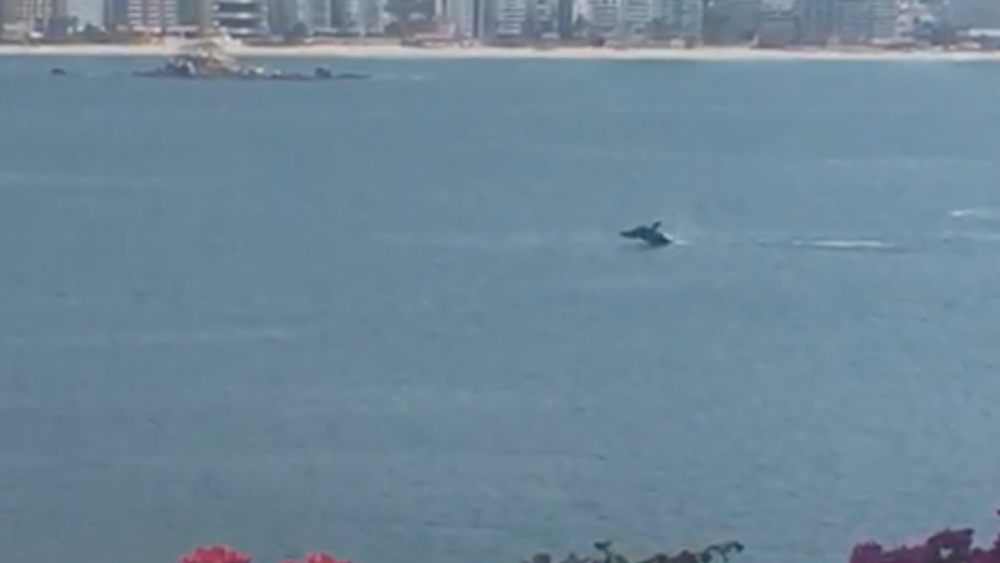 Graban ballena en playa desierta de Acapulco