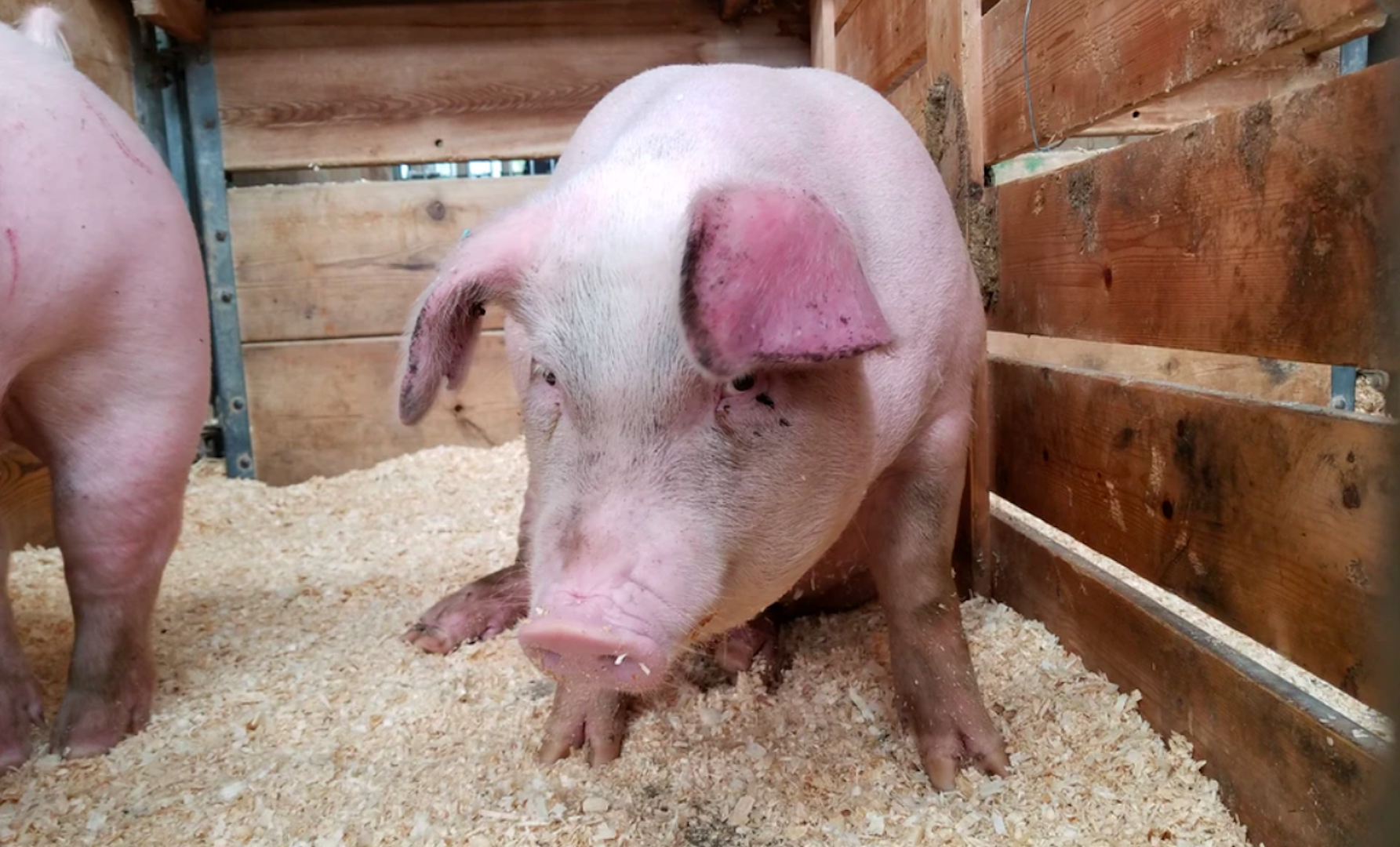 Sacrificarán a miles de cerdos por COVID-19 en Nueva Zelanda