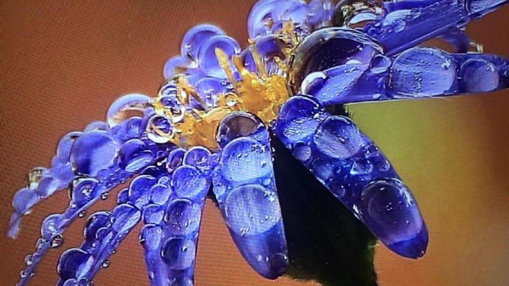 Si sabrá la primavera