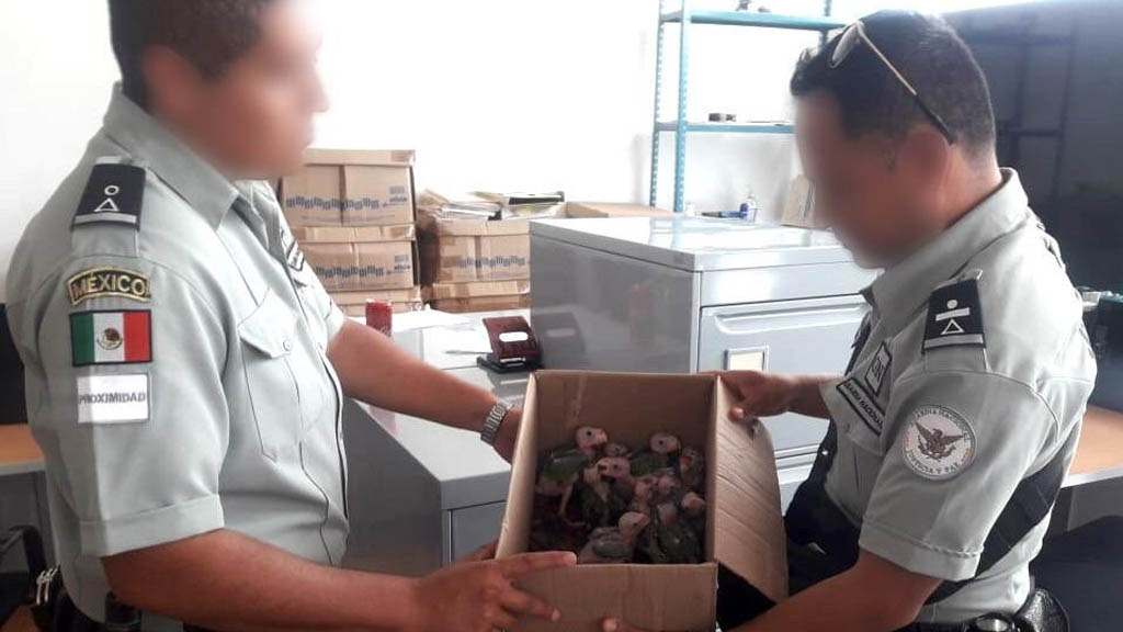 Guardia Nacional rescata 12 pericos verdes en Oaxaca